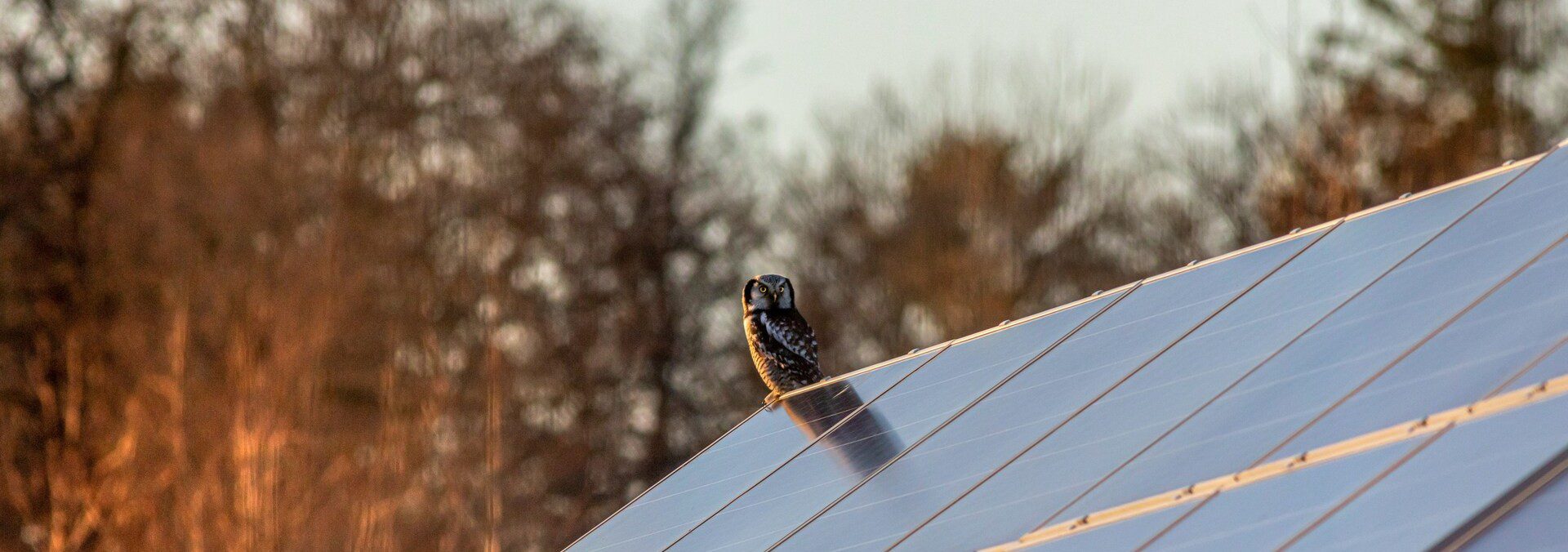 A wise owl perched on a VH Energy solar array in New Hampshire, symbolizing the engineering expertise and local wisdom of our Pittsfield-based team.