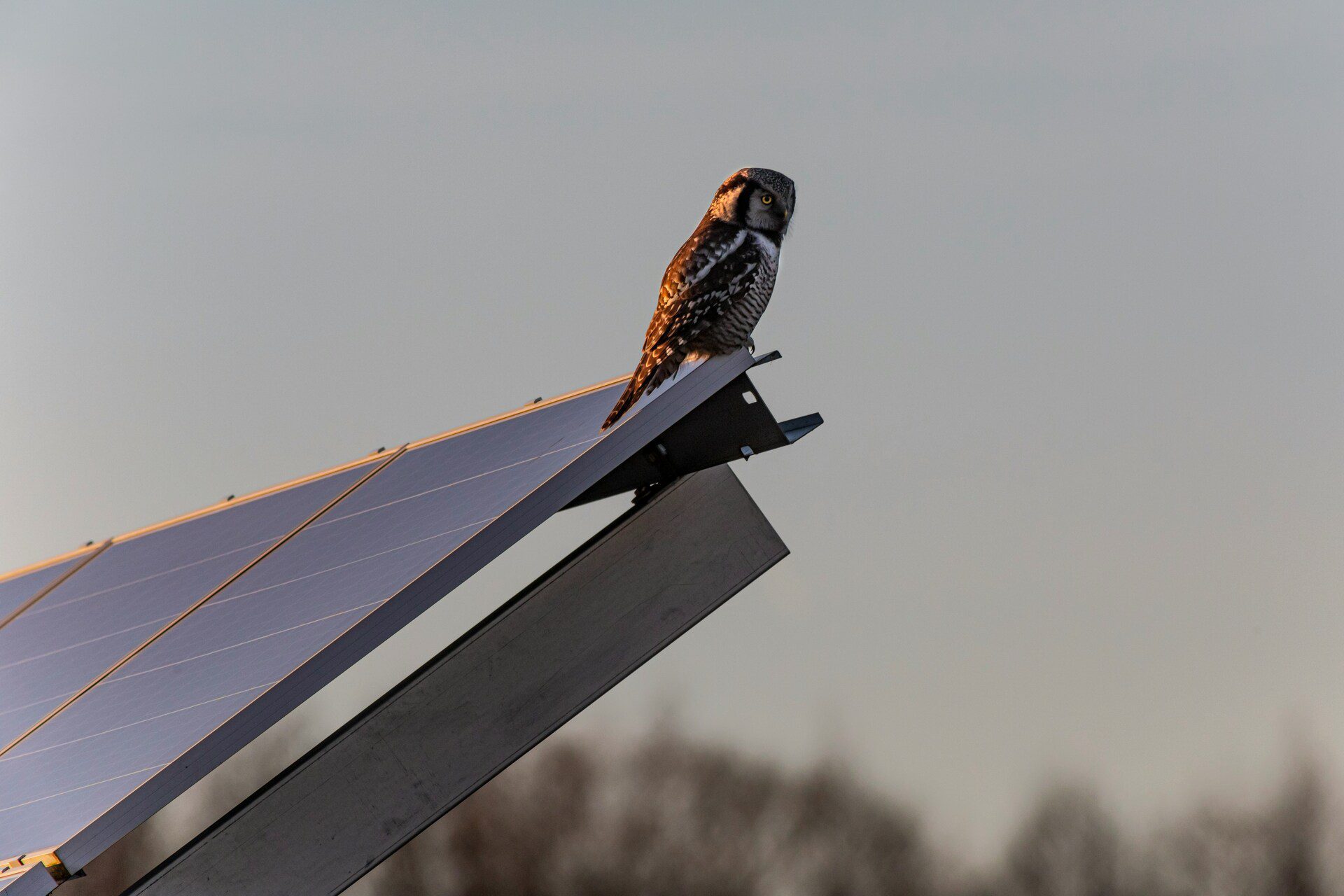 A wise owl perched on a VH Energy solar array in New Hampshire, symbolizing the engineering expertise and local wisdom of our Pittsfield-based team.